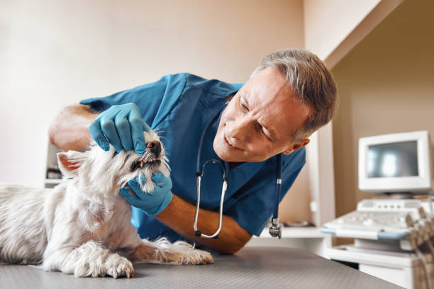 Best Urgent Dental Care  in Powhatan Point, OH